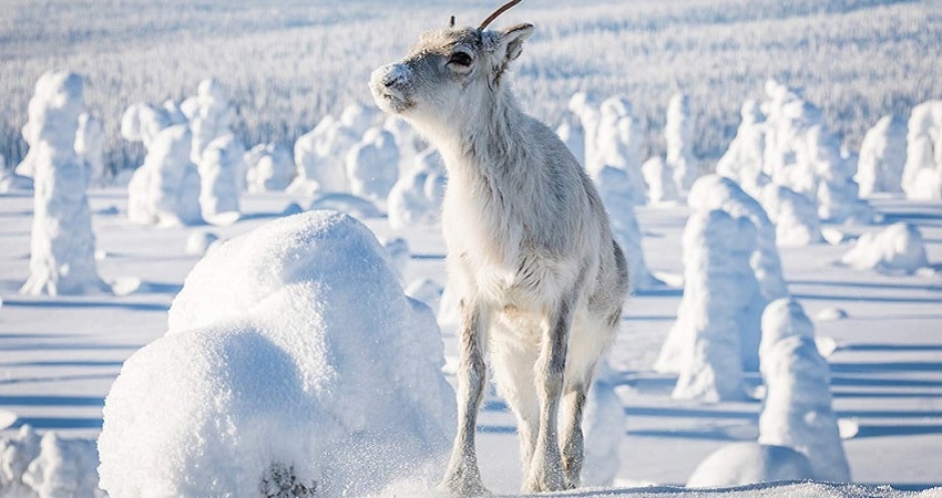 Смотреть фильм Приключения оленёнка (Финляндия) HD 1080, 4K