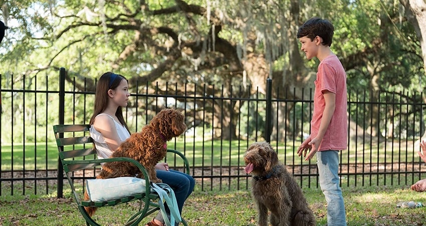 Фильм Думай как собака 2020 смотреть онлайн в качество 1080 HD или 4K