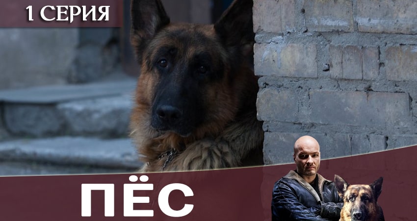 Пес (сериал) (2019) 6 сезон 1 серия смотреть онлайн без рекламы