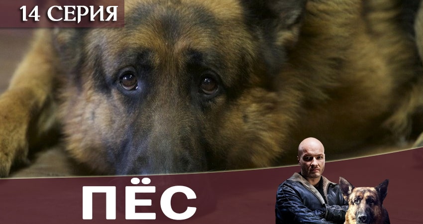 Пес (сериал) 6 сезон 14 серия смотреть онлайн бесплатно в хорошем качестве