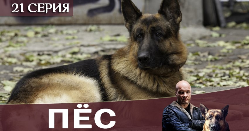 Смотреть Пес (сериал) 6 сезон 21 серия онлайн бесплатно без смс