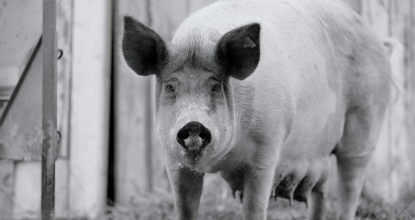 Гунда (Норвегия) 2021 смотреть в HD 1080 без регистрации