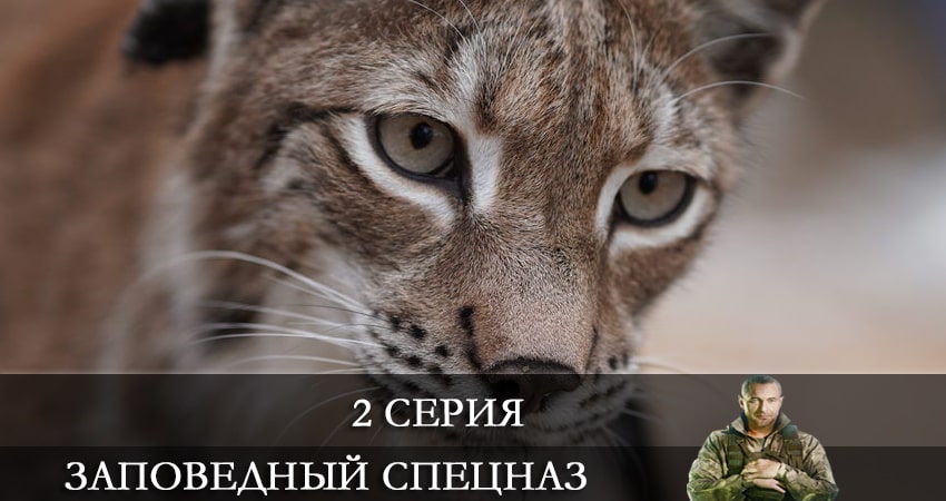 Заповедный спецназ (1 сезон, 2021) смотреть бесплатно онлайн