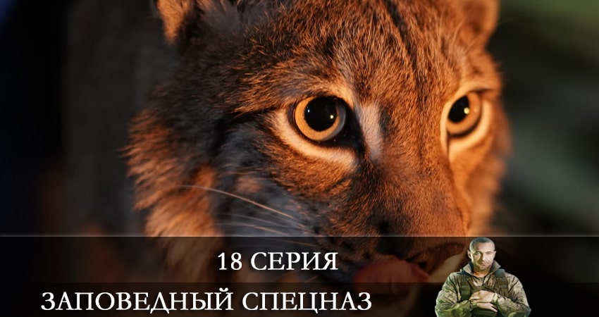 Заповедный спецназ (2021) 1 сезон 18 серия смотреть онлайн бесплатно