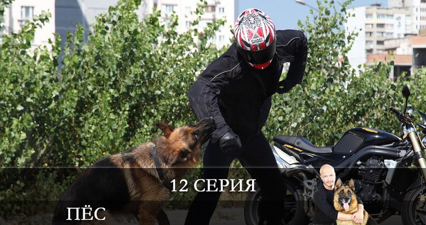 Смотреть сериал Пес (сериал) 7 сезон 12 серия в отличном качестве