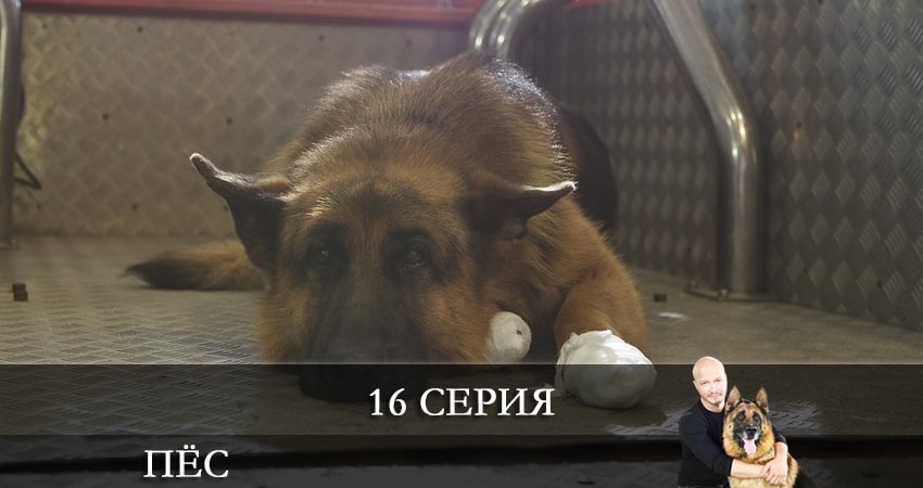 Пес (сериал) 7 сезон 16 серия полная версия смотреть бесплатно