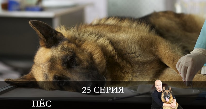 Пес (сериал) (7-й сезон) содержание серий
