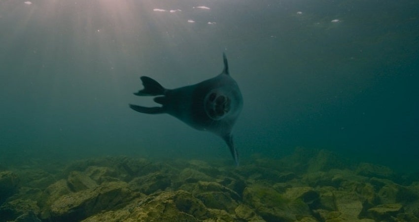 Смотреть Фильм Байкал. Удивительные приключения Юмы (Россия) в хорошем качестве HD