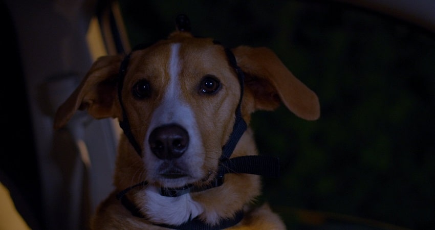 Пес под прикрытием / Агент Тоби Баркс (США) 2021 смотреть в 4K качестве онлайн