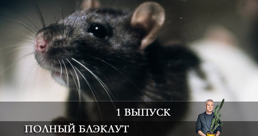 Полный блэкаут 2 сезон 1 серия смотреть в хорошем качестве