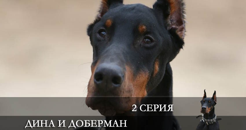 Смотреть Дина и Доберман 1 сезон 2 серия онлайн бесплатно без смс