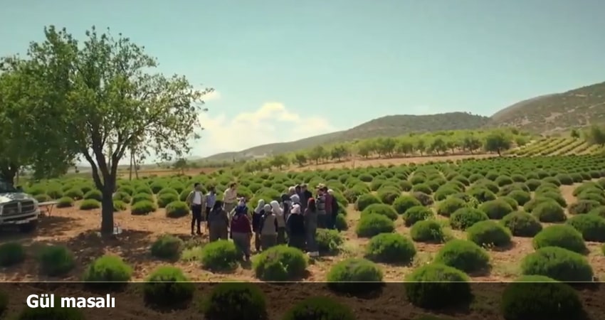 Сказка роз 1 сезон 22 серия смотреть в хорошем качестве