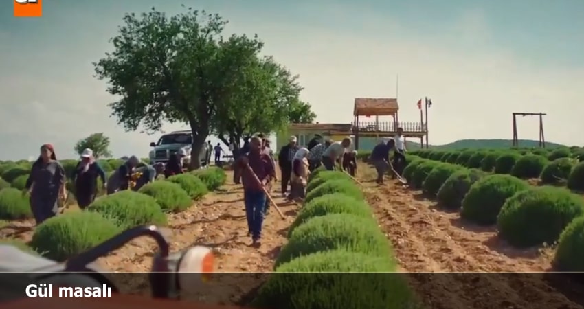 Сказка роз 1 сезон 26 серия смотреть в хорошем качестве