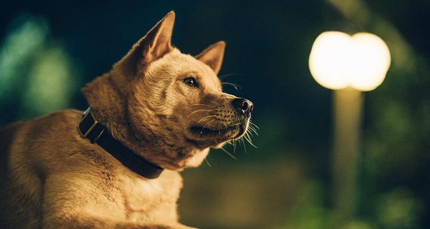 Мой Хатико (-) 2023 смотреть онлайн без рекламы и регистрации