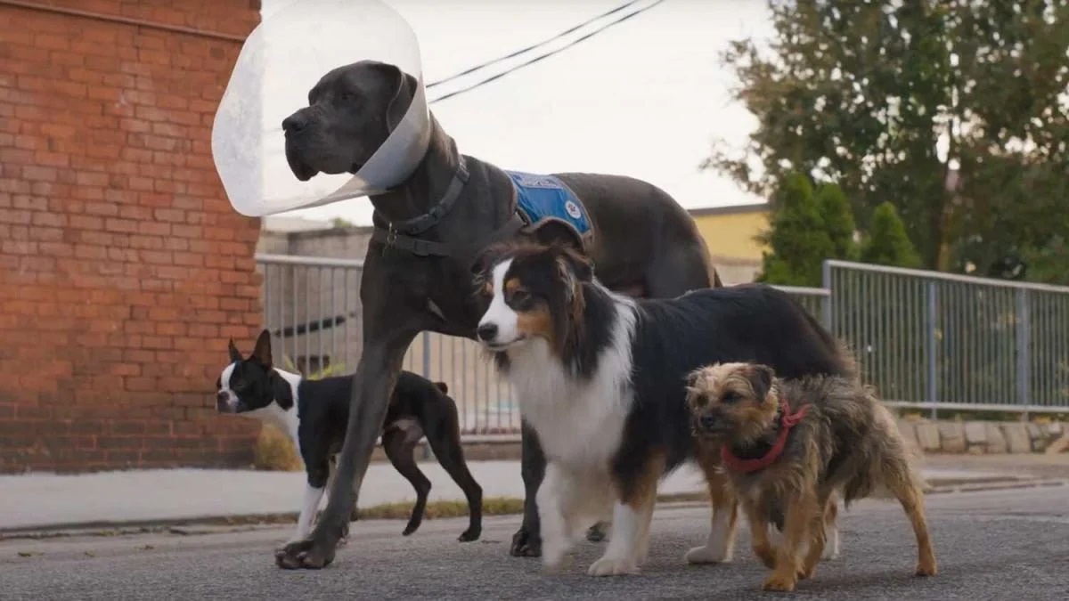 Смотреть Фильм Лохматые перцы / Отвязные дворняги (-) 2023 в хорошем качестве онлайн