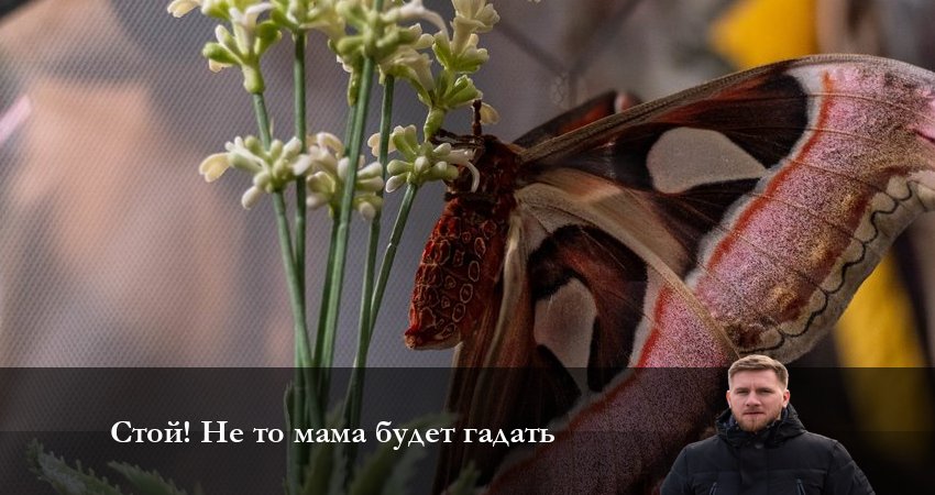 Стой! Не то мама будет гадать (2023) 1 сезон 24 серия смотреть онлайн бесплатно