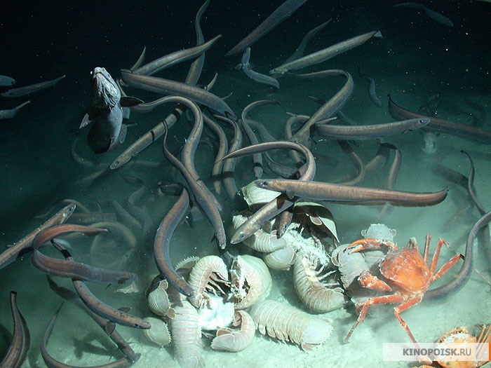 Будет ли продолжение BBC: Планета Земля (Planet Earth) (1 сезон)