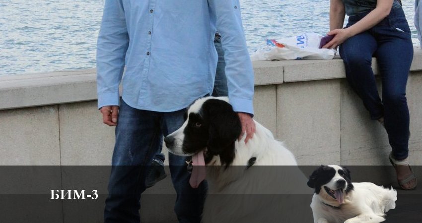 Сериал Бим 2022 (2024) 3 сезон 16 серия смотреть онлайн в качество 1080 HD или 4K