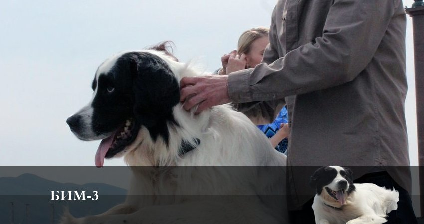 Бим 2022 3 сезон 21 серия смотреть в 4K качестве онлайн