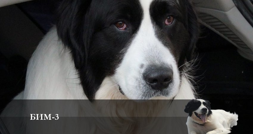 Бим 2022 (2024) 3 сезон 24 серия смотреть онлайн в хорошем качестве