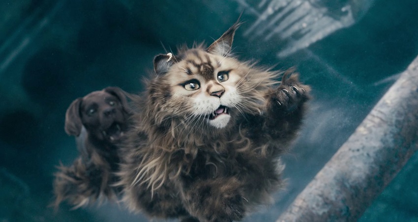 Кот и пёс (2024) смотреть бесплатно полностью