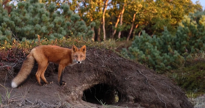 Огненный лис (2024) смотреть бесплатно в хорошем качестве