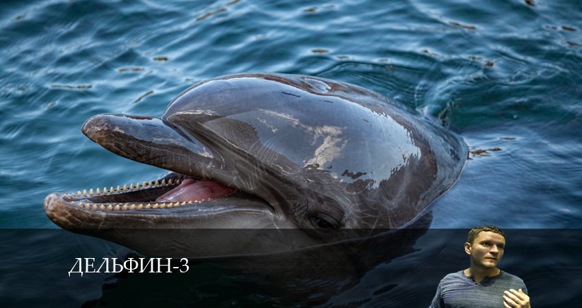 Cмотреть сериал Дельфин 3 сезон 25 серия онлайн бесплатно