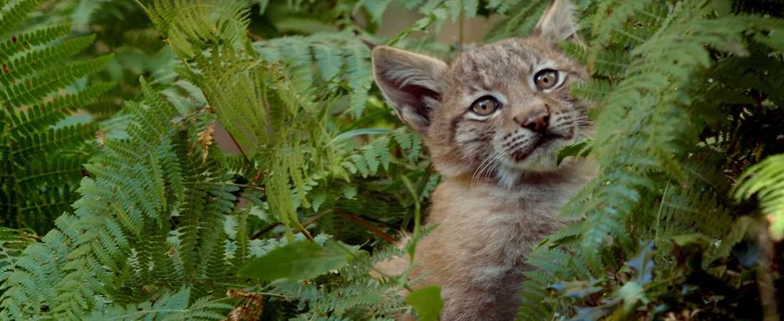 Линцесса. Тишина леса (2023) (Испания) смотреть онлайн в качестве 4K