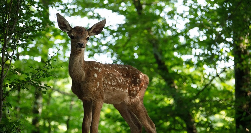 Смотреть Фильм Бэмби (2024) (Франция) 2024 в хорошем качестве онлайн