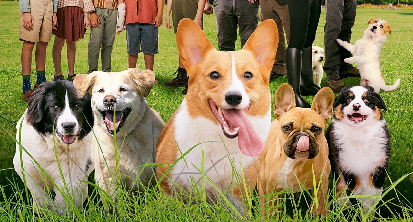 Академия четвероногих / Дрессировщики (2024) смотреть онлайн без рекламы