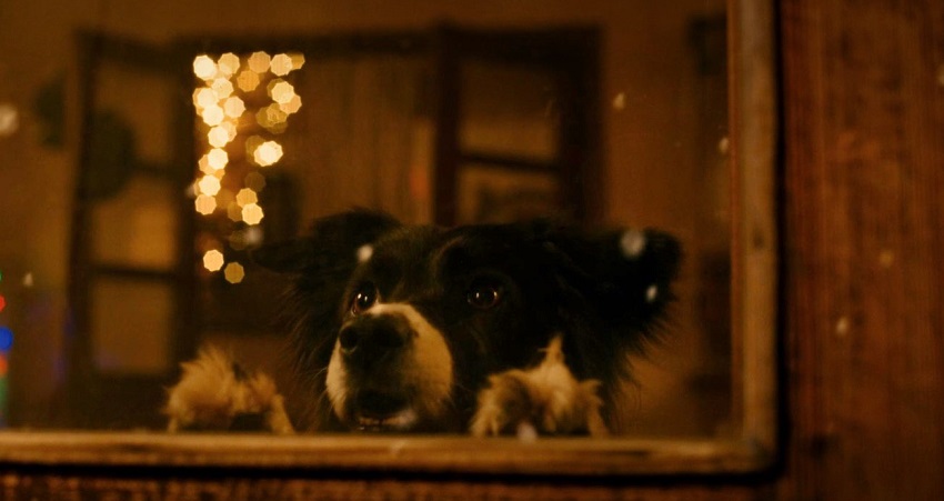 Мое собачье дело (2024) (Россия) 2024 полностью смотреть бесплатно без рекламы