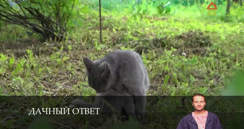 Дачный ответ (2024) 12 сезон 5 серия смотреть онлайн в хорошем качестве