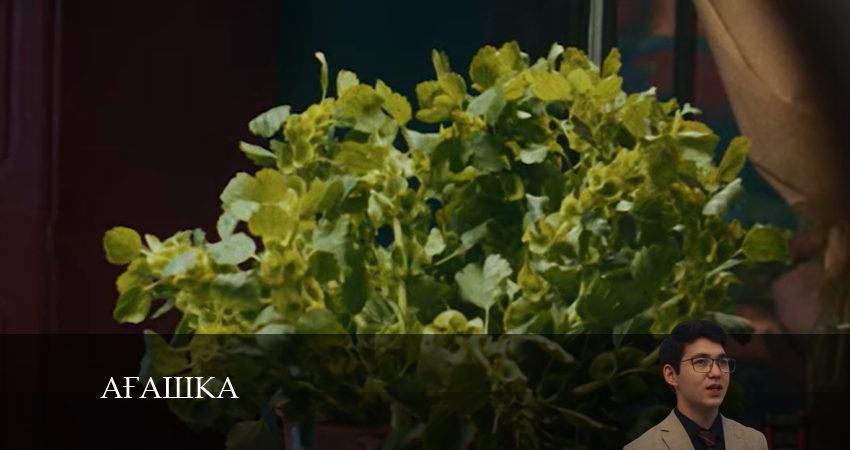 Cмотреть сериал Ағашка 1 сезон 15 серия онлайн бесплатно