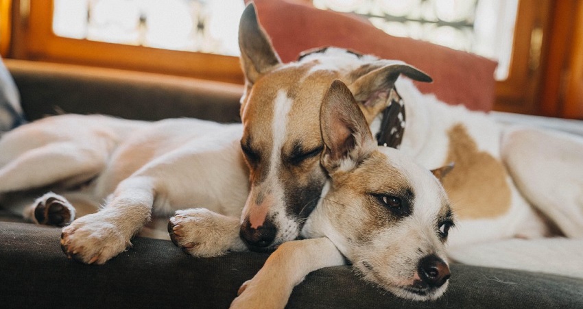 Фильм Гампи. Собачья жизнь (2024) смотреть бесплатно онлайн без рекламы