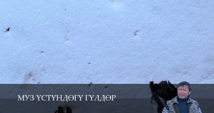 Смотреть сериал Муз yстyндeгy гyлдeр (2025) 1 сезон 12 серия в хорошем качестве онлайн