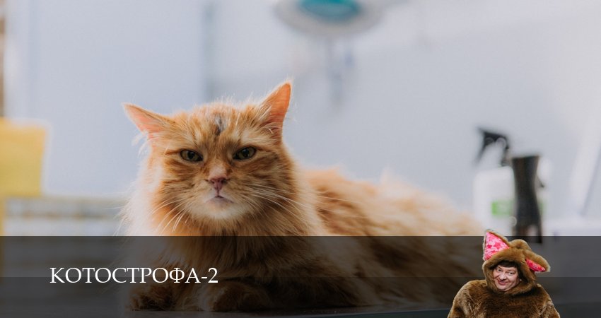 Котострофа (2 сезон) сериал смотреть
