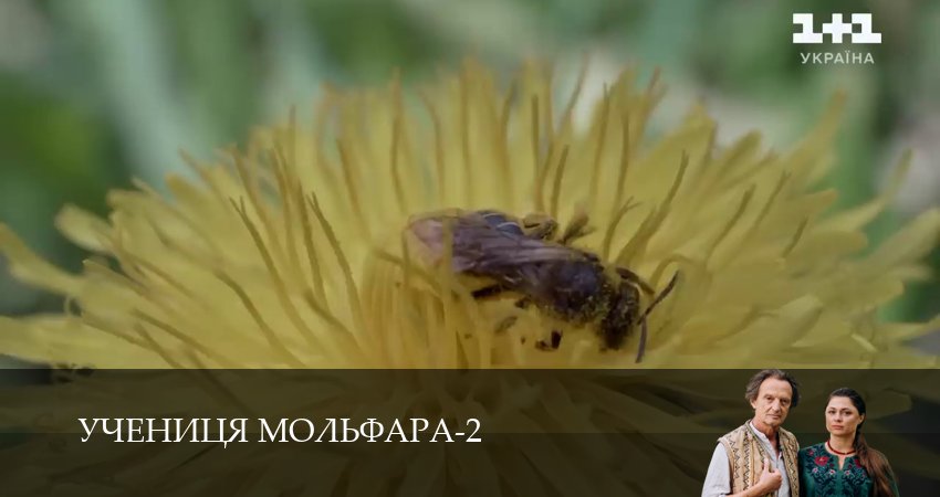 Учениця Мольфара 2 сезон 14 серия смотреть онлайн 720p или 1080p