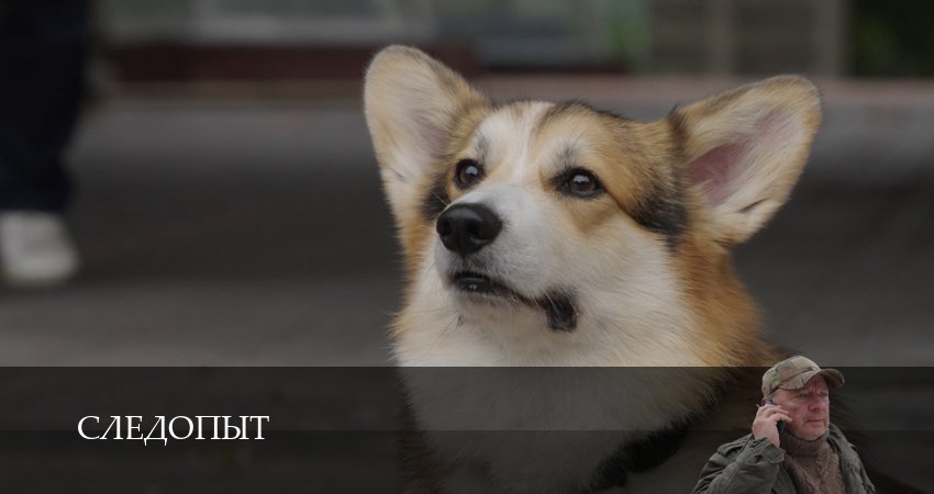 Следопыт (Сериал 2025) (1 сезон, 8 серия) смотреть онлайн без рекламы