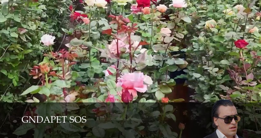 Gndapet sos (1 сезон, 2025) смотреть онлайн бесплатно в хорошем качестве