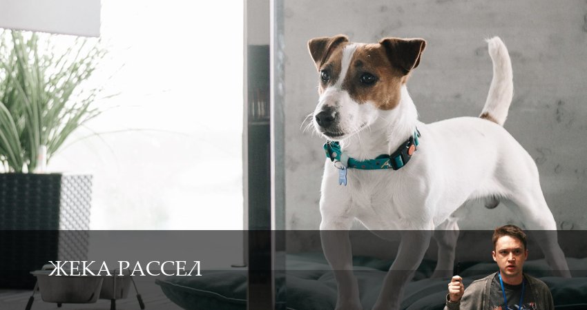 Сериал Жека Рассел (1 сезон, 2025) смотреть полностью