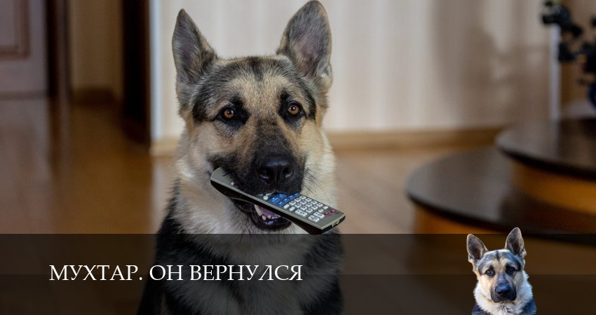 Мухтар. Он вернулся 1 сезон 5 серия смотреть онлайн на телефоне бесплатно