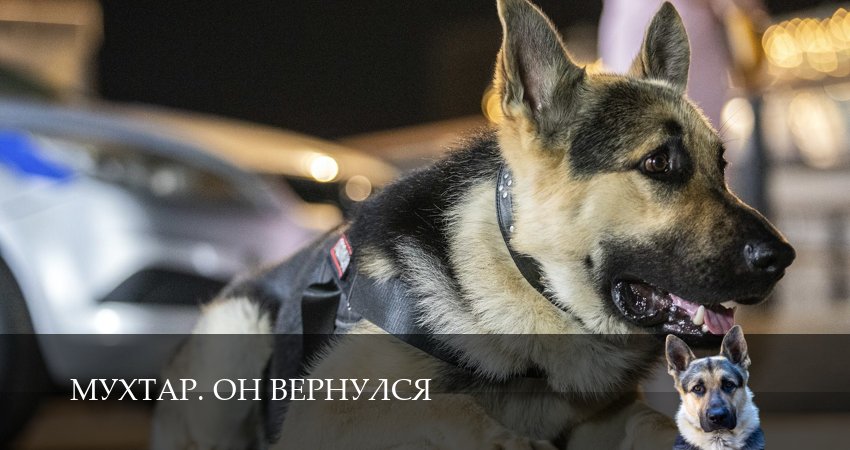 Мухтар. Он вернулся (1 сезон, 2025) смотреть онлайн бесплатно без рекламы