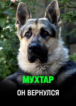 Сериал Мухтар. Он вернулся (2025) 1 сезон все эпизоды в отличном качестве без рекламы