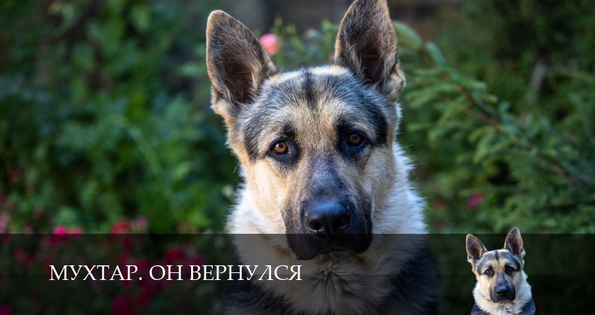 Сериал Мухтар. Он вернулся (1 сезон, 19 серия) смотреть онлайн в хорошем качестве бесплатно