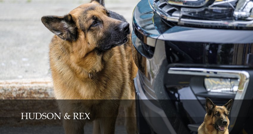 Сериал Хадсон и Рекс (2026) 9 сезон 13 серия в хорошем качестве 1080 Full HD