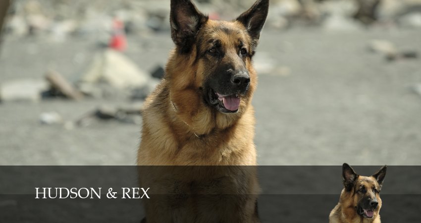 Смотреть сериал Хадсон и Рекс (2026) 9 сезон 20 серия в хорошем качестве онлайн