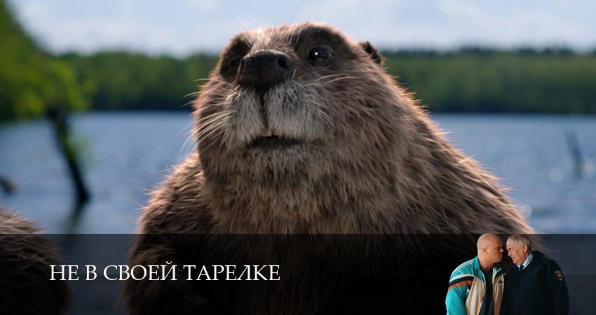 Не в своей тарелке 1 сезон 12 серия смотреть бесплатно в хорошем качестве