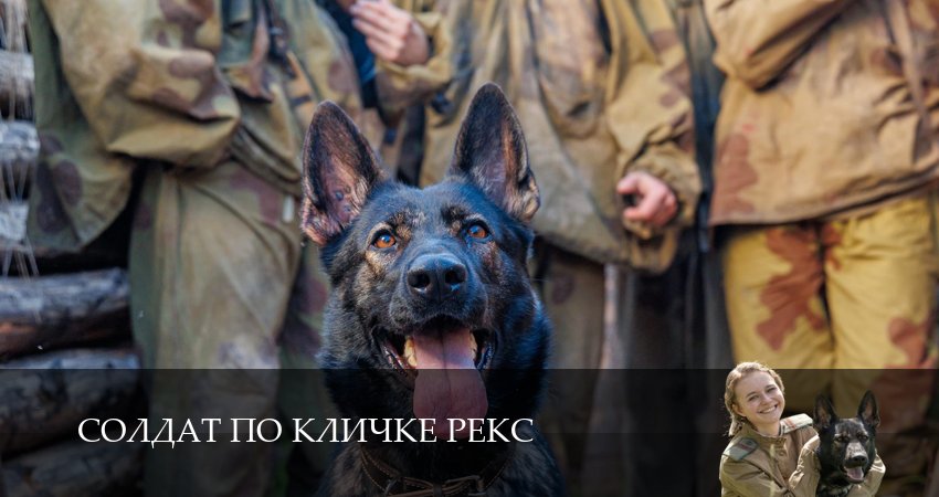 Сериал Солдат по кличке Рекс (2026) 1 сезон 7 серия смотреть онлайн в качество 1080 HD или 4K