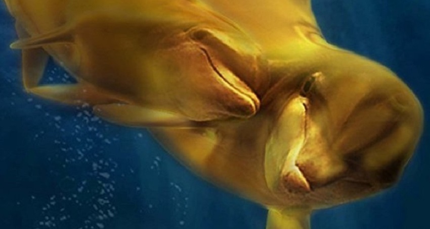 Фильм Ная: Легенда золотого дельфина (2026) смотреть полностью