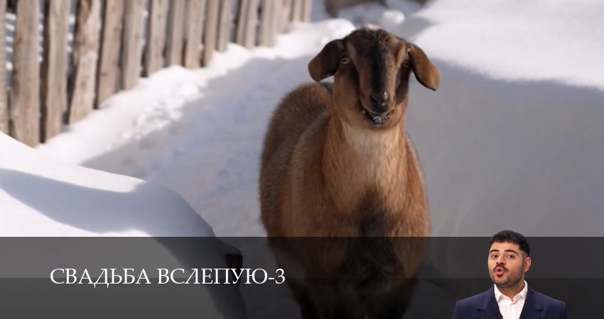 Свадьба вслепую (3 сезон, 1-14,15,16 серия) (2026) смотреть онлайн бесплатно